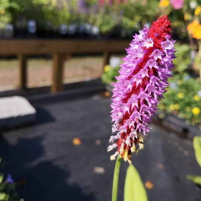 Hyacintprimula - Primula vialii