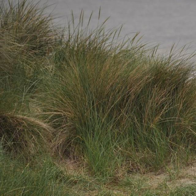 Marehalm - Leymus arenarius Blomsterfrø