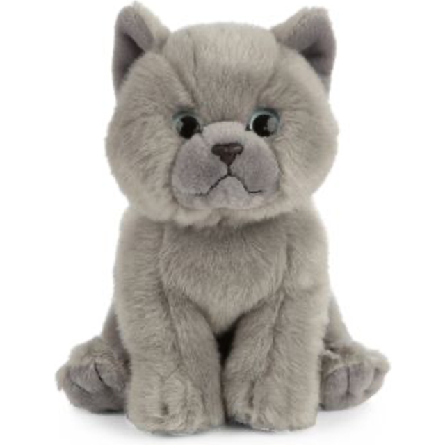 Living Nature Grey Shorthair Kitten