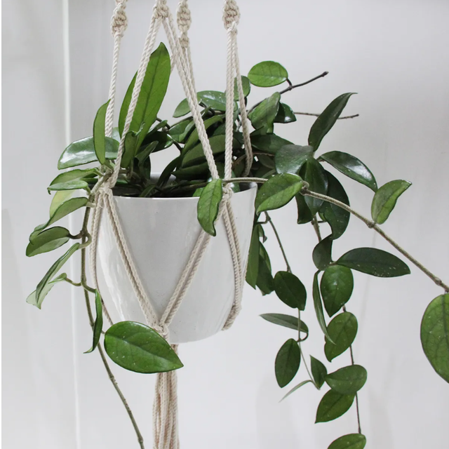 Norne FRIGG Planteophæng Planteopsats