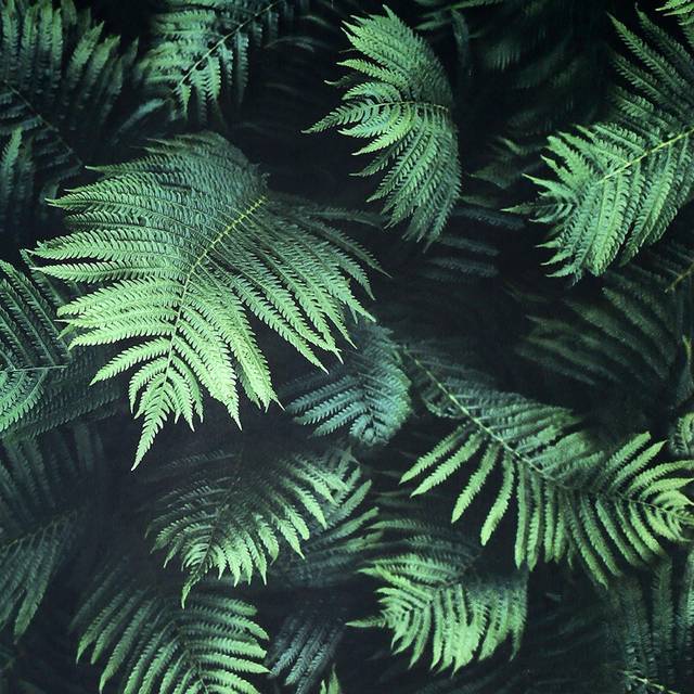 Arthouse 3D Look Fern Wall Green Wallpaper - Green