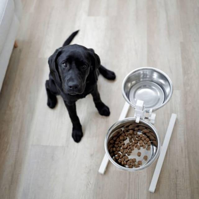 Kerbl Husdjursmatbar inklusive rostfria skålar, steglöst justerbara hundmatskålar, 2 x 2800 ml, höjd 43 cm, vit