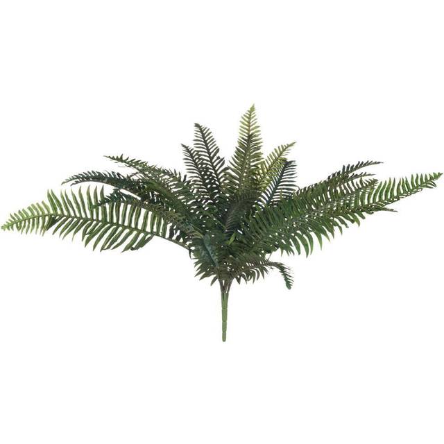 Fern Bunch