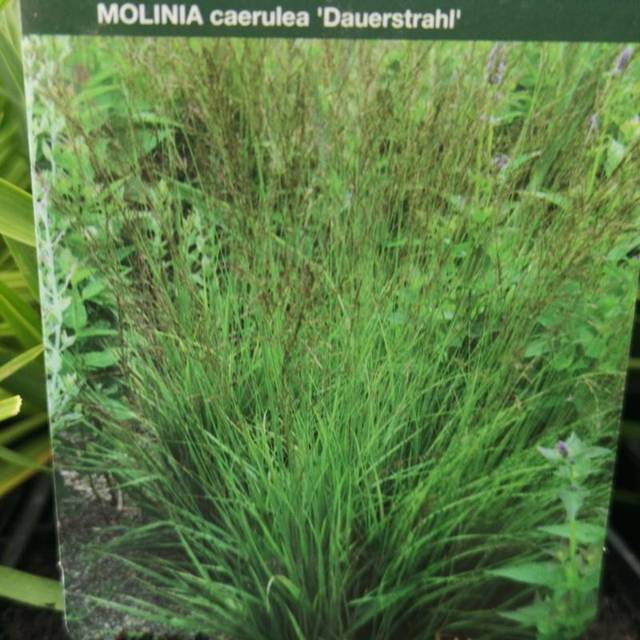 Blåtop Dauerstrahl Molinia caerulea Staude