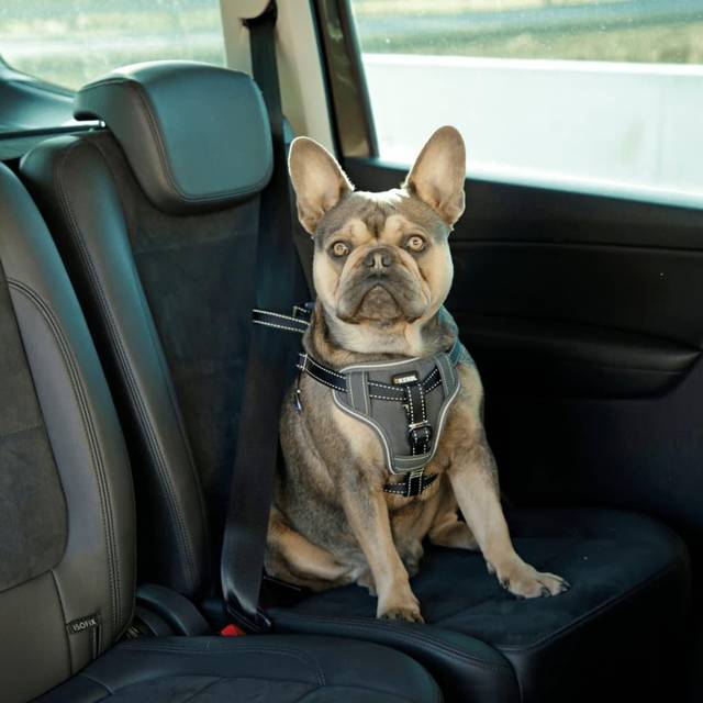Kerbl Bilsele för hund 44-55 cm svart