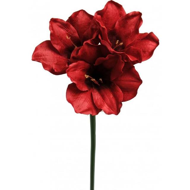Amaryllis Konstväxt Röd