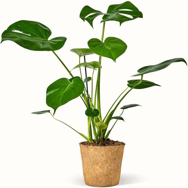 Monstera Deliciosa - Bloggerplanten Ø24cm