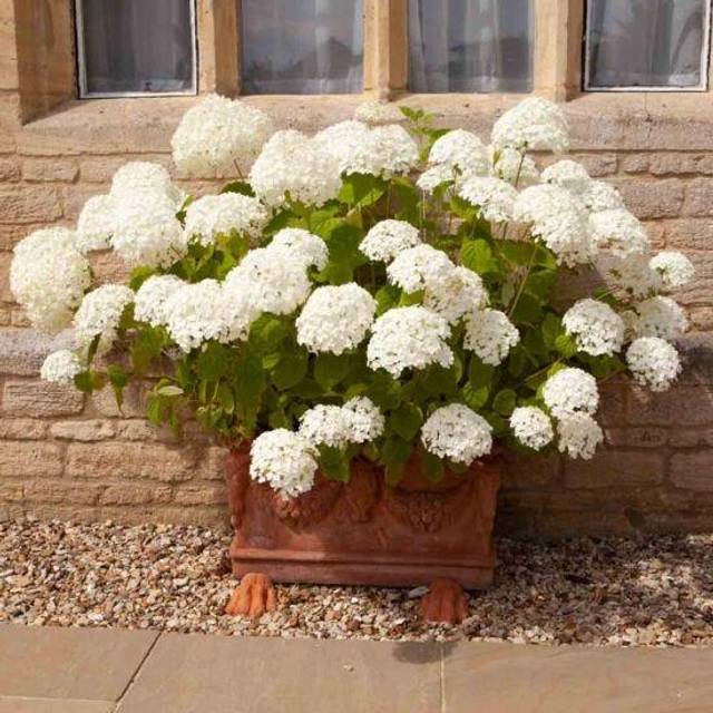 YouGarden Hydrangea Incrediball 3L Pot - White