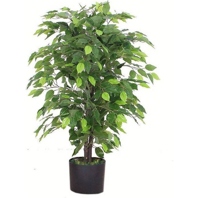Ficus Plant (90cm H X 20cm W X 20cm D)