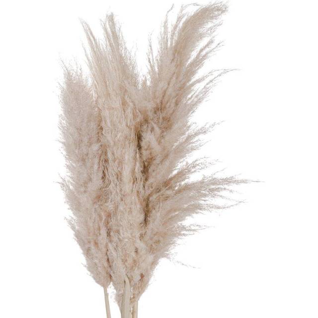 Cream Pampas grass