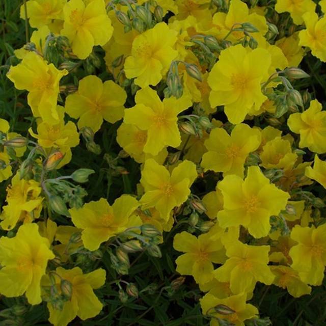 Helianthemum Hybrid 'Golden Queen'