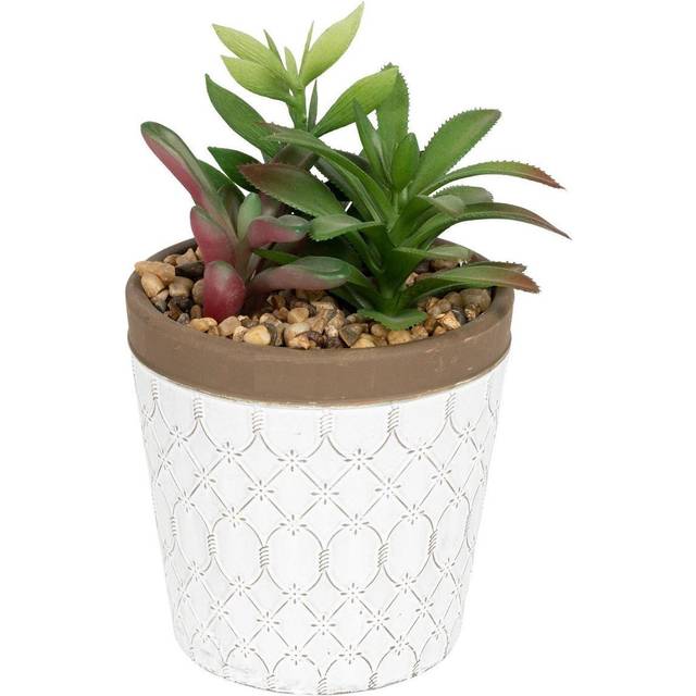 Succulents In White Terracotta Pot