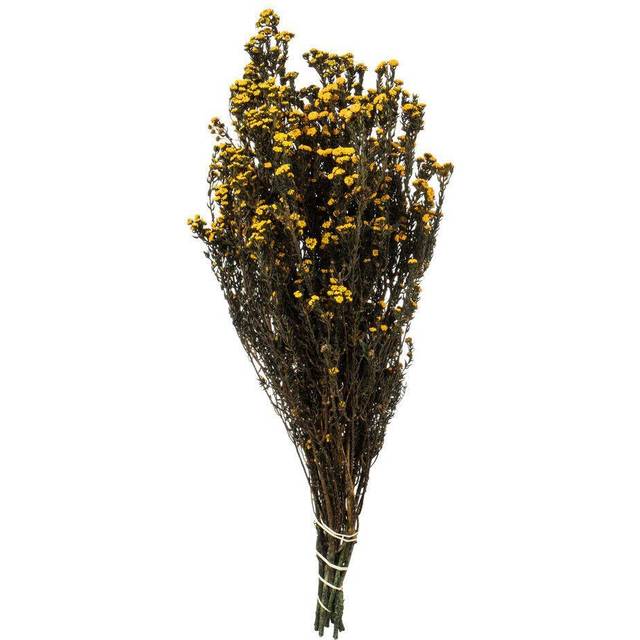 "12-22"""""""" Aspen Gold Phylica Bundle 5oz"