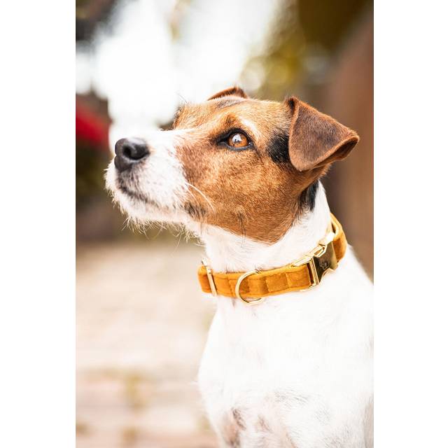 Kentucky halsband hund krage "Velvet" – mustard, storlek: M