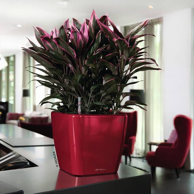 LECHUZA QUADRO LS 28 Scarlet Red High Gloss Poly Resin Table Self-watering Planter with Substrate H26 L28 W28 cm
