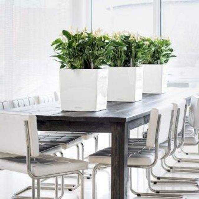 Self-watering flowerpot Lechuza White 50 x 50 cm polypropylene Plastic
