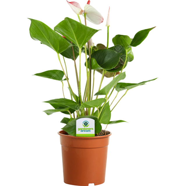 Anthurium White (13cm, V1)