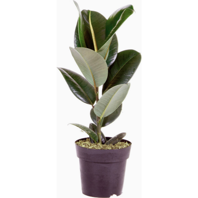 YouGarden Ficus Robusta Rubber Plant