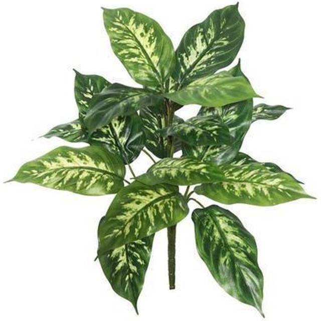 Vickerman 22 Dieffenbachia Plant 18 Lvs 2/Pk  FB1724012