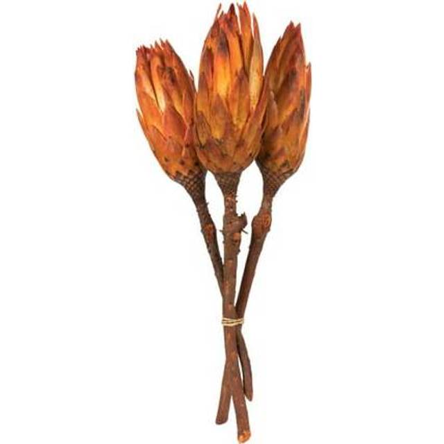 "Vickerman 8-12"""""""" Nectarine Repens Nat Stem 180/Cs - H1REP775"