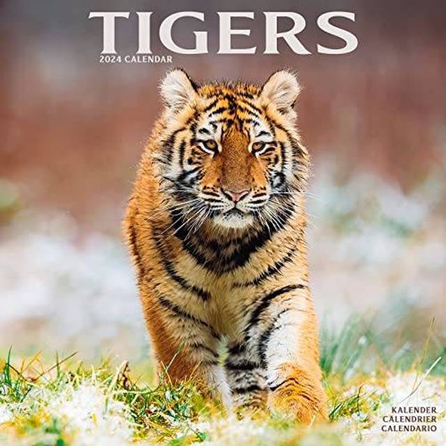 Tigers Calendar 2024 Square Wildlife Safari Big Cats Wall Calendar - 16 Month