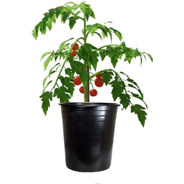 Large Tomato Plant Pot - Black / 1