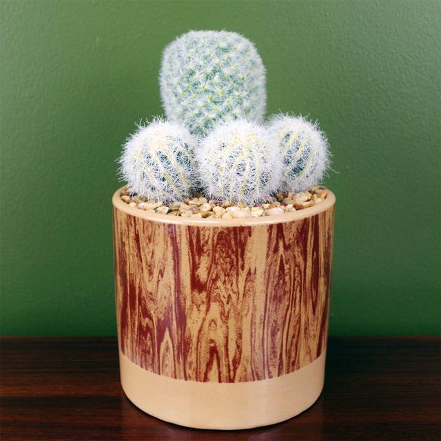 20Cm Artificial Cactus Plant Arrangement In Ceramic Planter (20cm H X 12cm W X 12cm D)