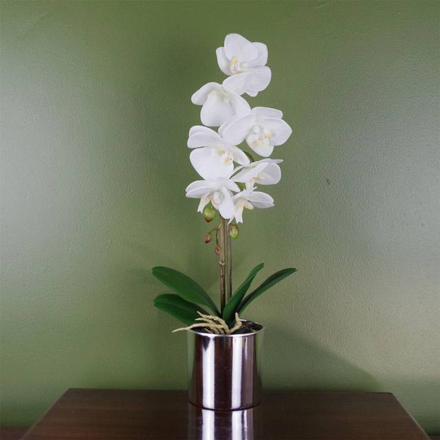 Orchid in Pot - White (46cm H X 15cm W X 15cm D)