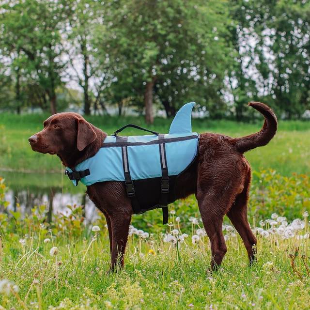 Sharki Hundflytväst - L / Blå