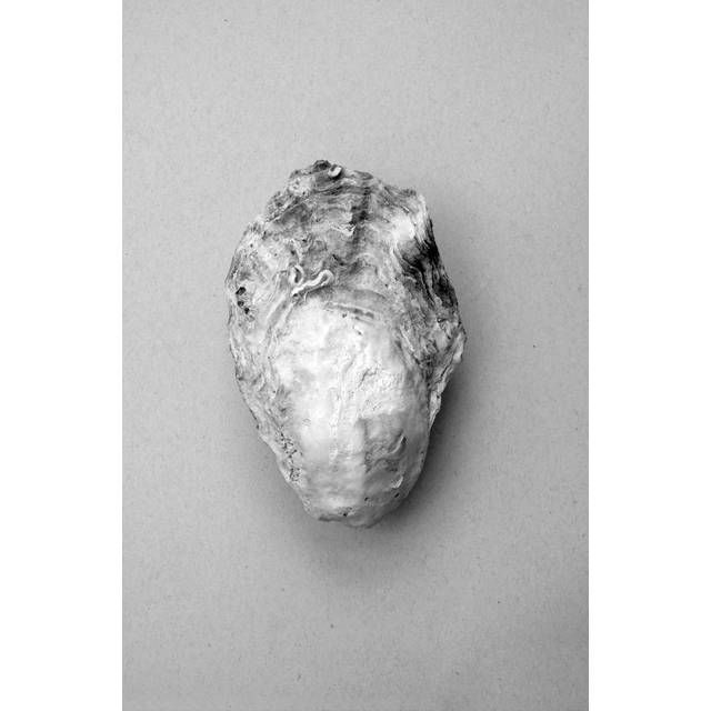 Malerifabrikken - Poster Oyster 1 - Grå
