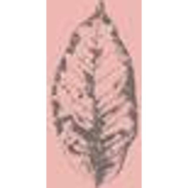 Malerifabrikken - Poster Botanica 1 - Rosa