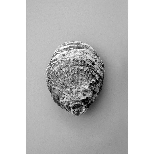 Malerifabrikken - Poster Oyster 3 - Grå