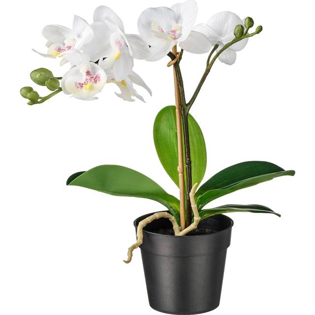 FEJKA konstgjord krukväxt, Orkidé vit, 9 cm