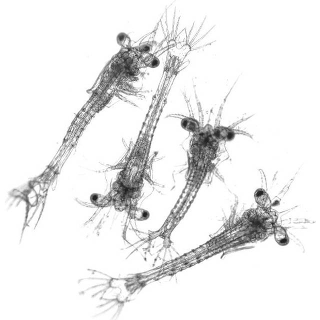 Swell UK Live Mysis Shrimp Aquarium Fish Food 10 Pack