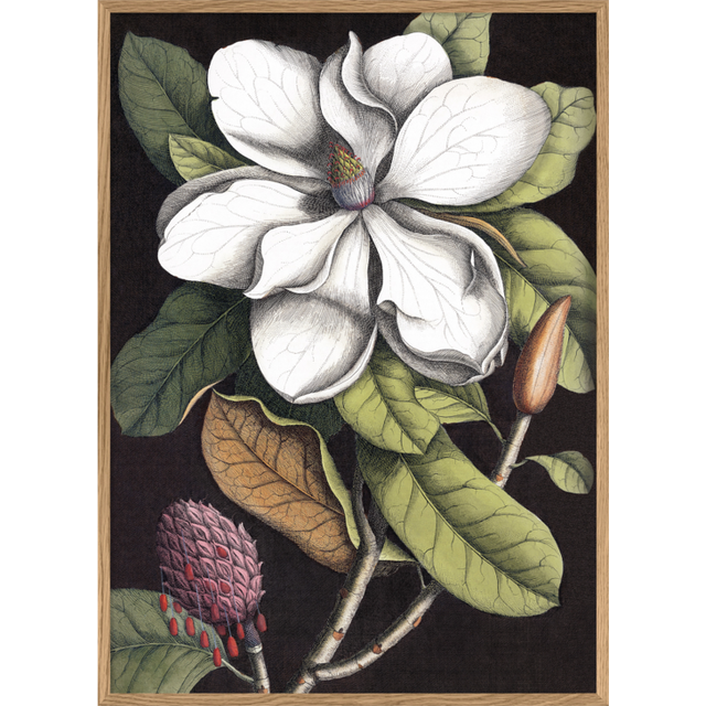 The Dybdahl Co - Black Magnolia #3403# - Affisch - Black Magnolia - 30x40 cm