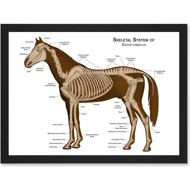 Horse Anatomy Diagram Vets Animals Skeleton Bones A4 Artwork Framed Wall Art Print - Black - One Size