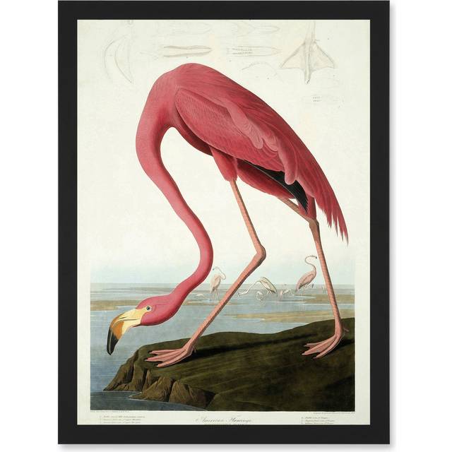 Painting Nature Audubon American Flamingo A4 Artwork Framed Wall Art Print - Black - One Size