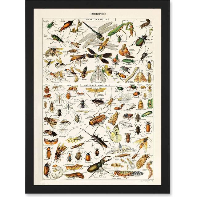 Millot Encyclopedia vintage Insects Dragonfly Nature Artwork Framed Wall Art Print A4 - Black - One Size