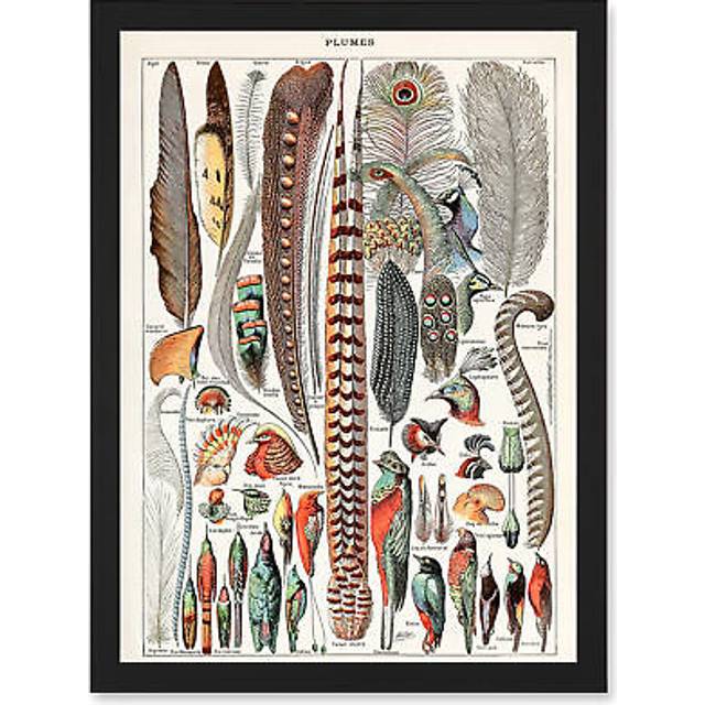 Millot Encyclopedia vintage Birds Feathers Plumage Nature Artwork Framed Wall Art Print A4 - Black - One Size