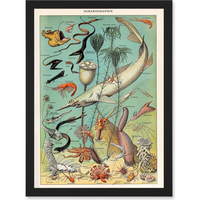 Millot Encyclopedia vintage Ocean Fish Shark Prawns Nature Artwork Framed Wall Art Print A4 - Black - One Size