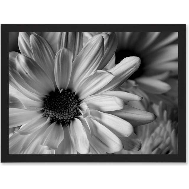 Black White Daisy Flower Petals A4 Artwork Framed Wall Art Print - One Size