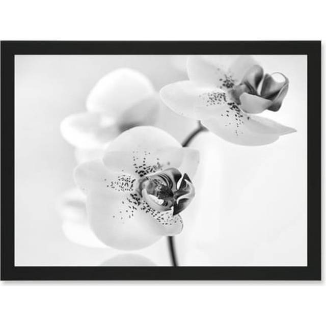 Orchid Flower Black White A4 Artwork Framed Wall Art Print - One Size