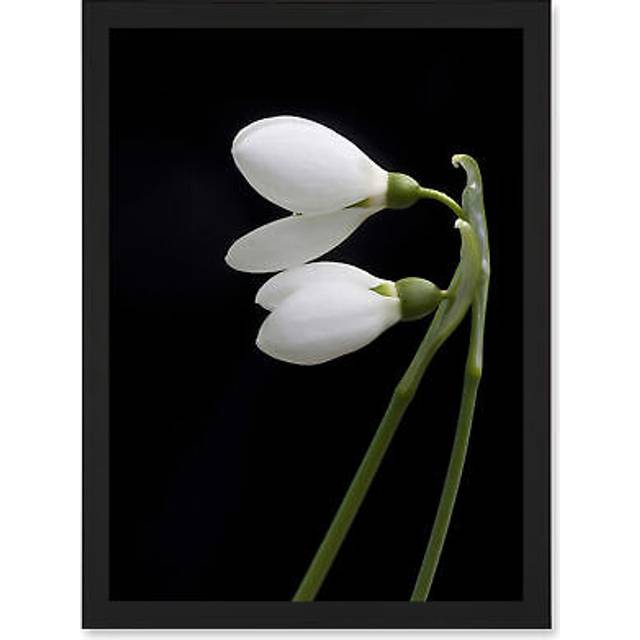 Snowdrops Spring Flowers Bloom White Black A4 Artwork Framed Wall Art Print - One Size