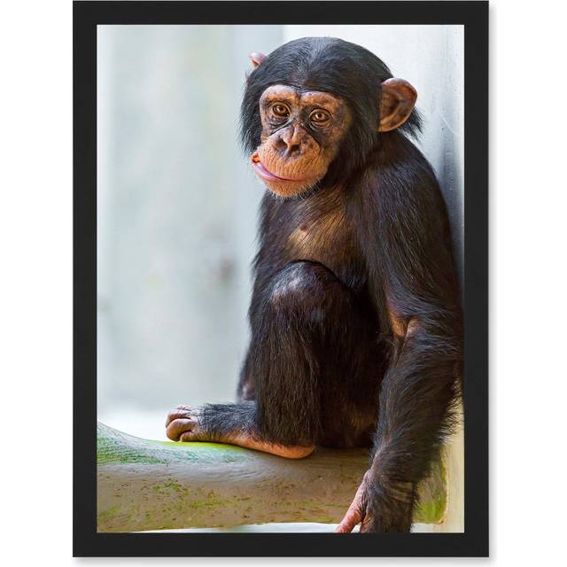 Animal Photo Ape Monkey Cute Baby Chimpanzee Artwork Framed Wall Art Print A4 - Black - One Size