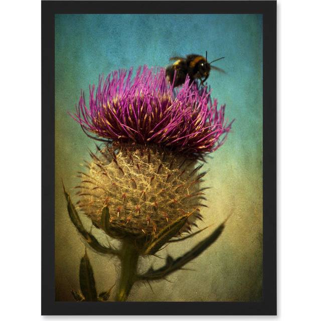 Photo Bumble Bee Thistle Flower Scotland Picture A4 Artwork Framed Wall Art Print - Black - One Size