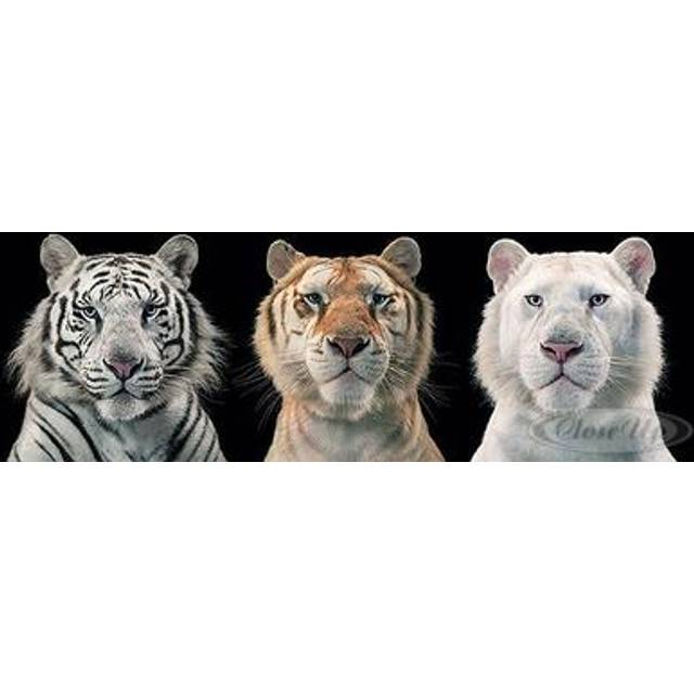 Tiger Collage Poster Tim Flach