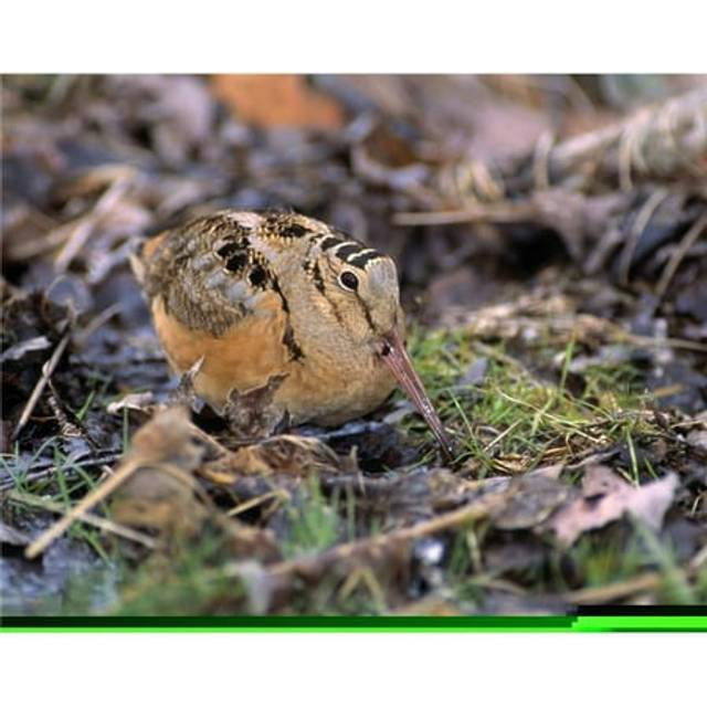 American Woodcock Bird Poster Print by Natural Selection Bill Byrne, 34 x 26 - Large