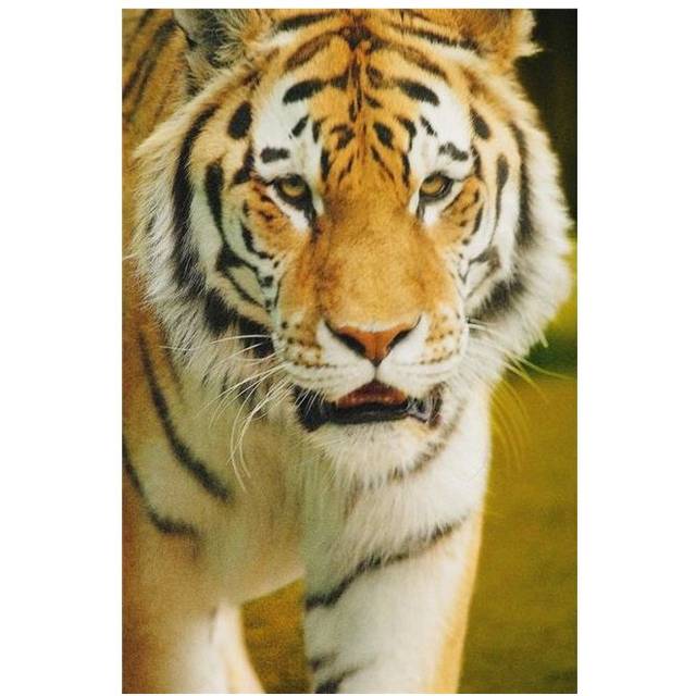 A Tiger Poster Print by Don Hammond, 22 x 34 - Large