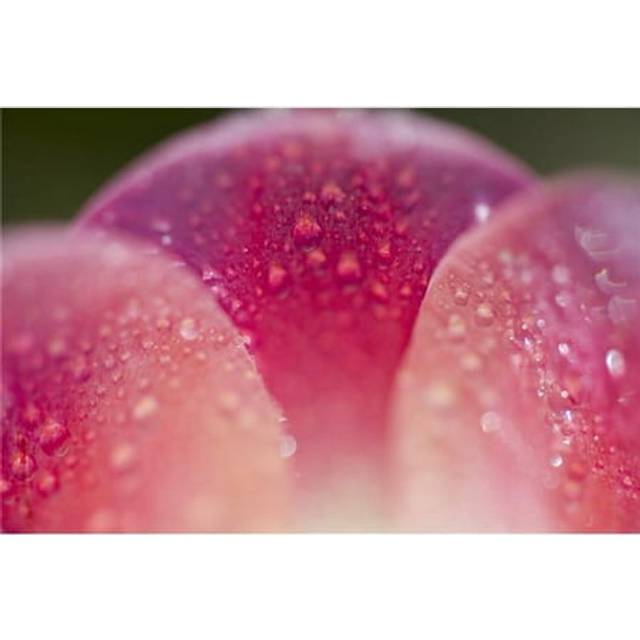 Closeup of Dew On Tulip Petal Poster Print, Large - 40 x 26