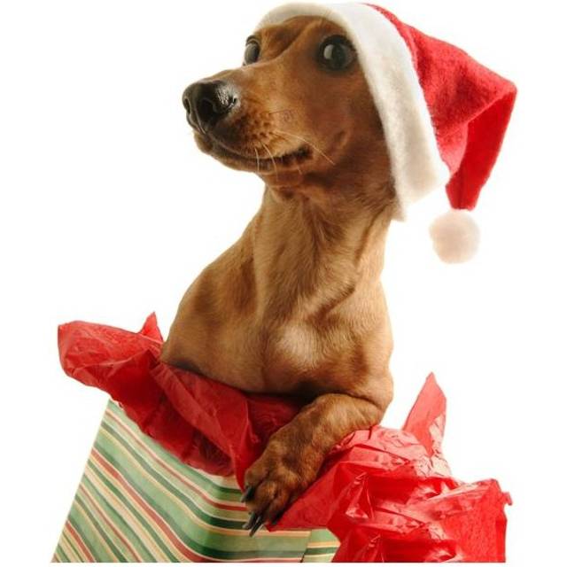 Dachshund Wearing A Santa Hat Poster Print by Don Hammond, 28 x 26 - Large